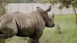 From Africa to central Minnesota, work is underway to save the rhino population