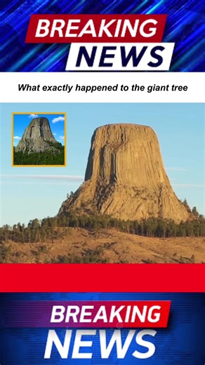 What exactly happened to the giant tree#news #breakingnews #foryoupage #tiktok #fyp