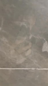 从春天拍到冬天 #猫咪 #可爱 #萌宠 #cat #catlover #catlife #catlovers #喵星人 #貓 #cats #catvideos | 李西木