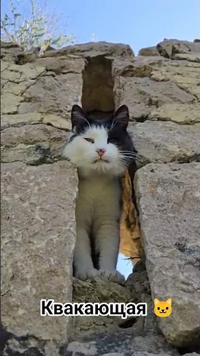 Кто сказал КВА?