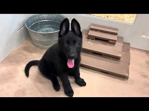 Adorable Black Female German Shepherd Puppies PLAYING