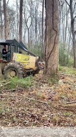 Timber Takedown: When One Tree's Fall Becomes Two