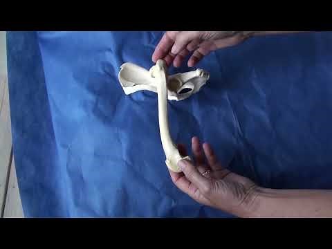 Hip luxation: diagnosis and treatment for veterinarians