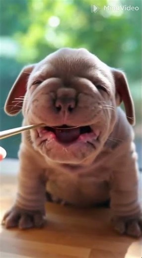 Cutest Puppy Taste Test Ever! #shorts #fyp #puppy #cute
