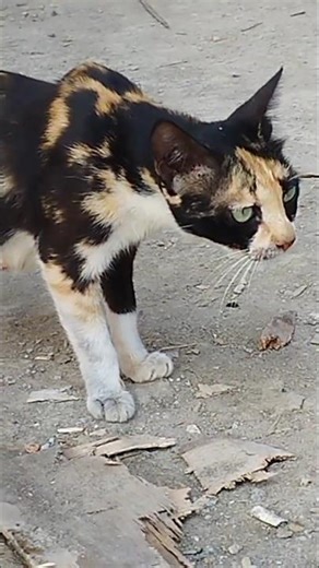 I want to eat but I'm afraid of being kicked out,#cat #kitten #cute #imut#viral #shorts#animal