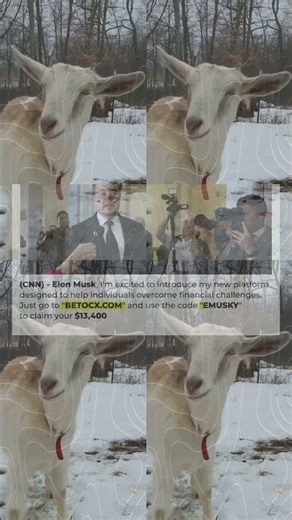 Winter Wonderland Animals Best Funny & Cute Winter Animal Videos 2109s