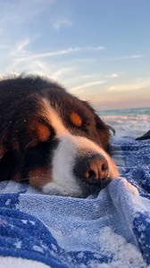 122K views · 29K reactions | The power of love, patience, and lots of treats | The Berner Bunch | Facebook