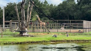 11K views · 583 reactions | The NEW lemur island is LIVE and lively.  | Emerald Coast Zoo | Facebook