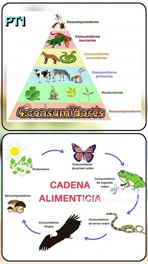 La cadena trófica 1/2 #datos #curiosidades #information #DatosCuriosos #biology