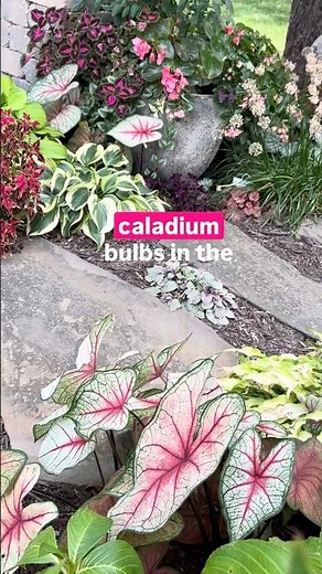 White Queen Caladium Magic in the Landscape!
