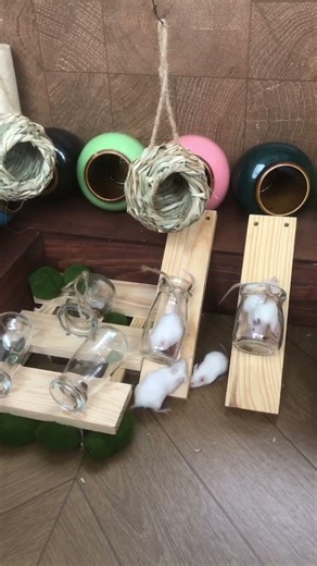 Watch these cute mice navigate their obstacle course! 🏁🐁💨