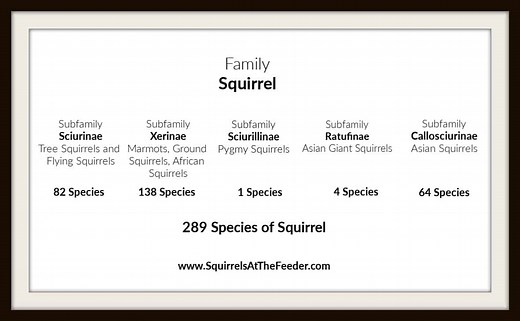 289 Types of Squirrels: The Ultimate Guide To All Squirrel Species in The World! - Squirrels at the Feeder