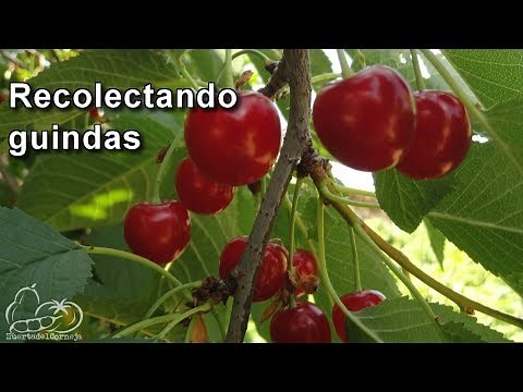 Harvesting sour cherries
