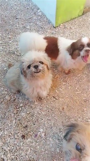 who let's the dogs out