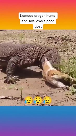 Komodo Dragon Hunts Swallow in Nature's Drama