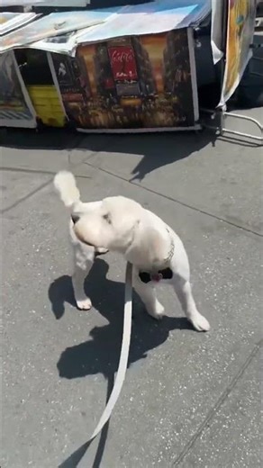 Kurumi The howling dog #music #news #travel