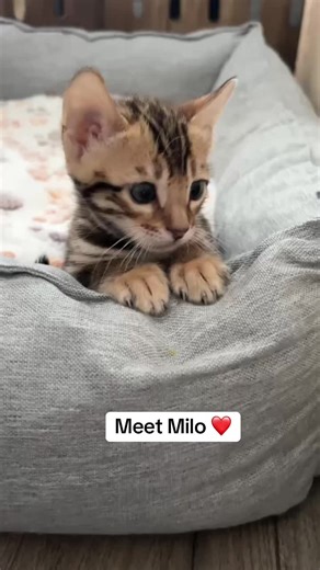 Meet Milo the Bengal Kitten: A New Furry Friend