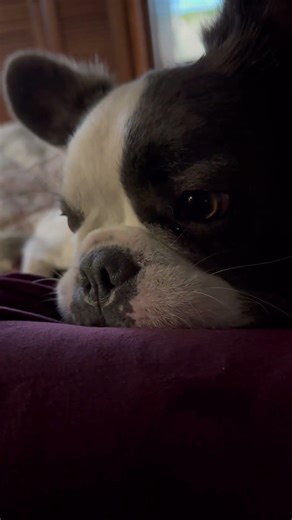 Fluffy Frenchie relaxing! #puppy #frenchbulldog #fluffyfrenchbulldog #dogs #cute #fun #youtubeshorts
