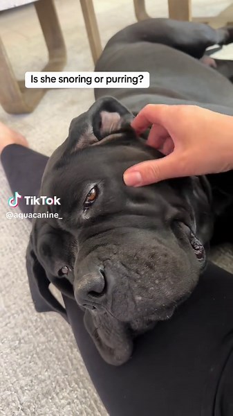 Cane Corso: Snoring or Purring? A Funny Comparison