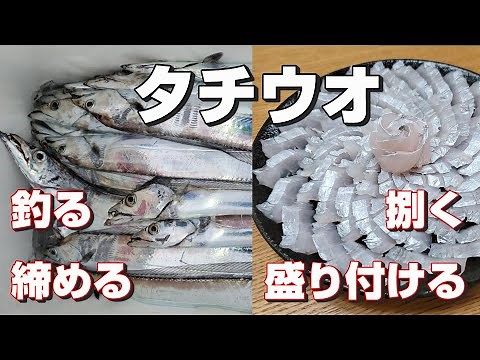 太刀魚の釣り・締め方・捌き方・刺身の盛り付けまで全て公開！