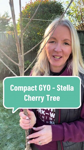 Grow Sweet Cherry 'Stella' for Delicious Home Harvests