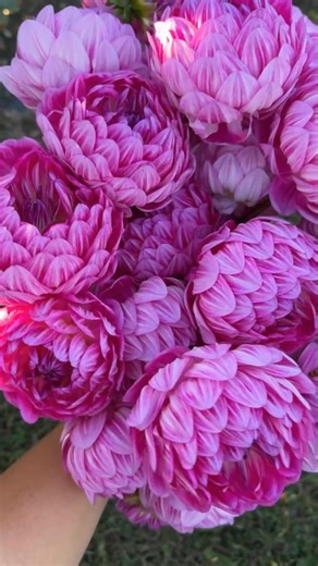 I finally got to see Dahlia ‘Sandia Tulip’ in real life at Triple Wren Farms and it’s even more beautiful than I imagined. The flower form is so unique, the rich pink color is really pretty and they had nice strong stems. I’d say it’s a winner! | Floret Flower Farm