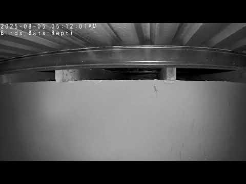 Listen A Gecko Calling And Getting Chased By Bats