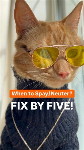 Scooter The Neutered Cat on Instagram: "Neutered Scooter x Fix By Five 😎 We’re teaming up to share the importance of getting your cats fixed while they’re still kittens, so you don’t become a grandparent. #fixbyfive #fixedbyfive #spayandneuter #spayneutersaveslives #spayneuteradopt"