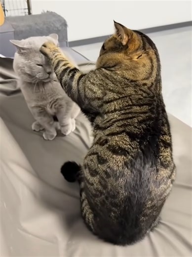 Minecat sound design Ep.4 #animal #videogame #minecraft #cat #dog | minecraft