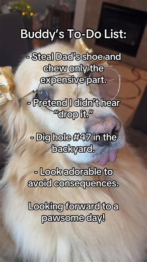 Should I add “world domination” or keep it casual? 😂🐾 #goldenretriever #todolist #doglife #funny #explore #dogsofinstagram #explorepage #dogstagram #doglover | A Golden and Fam