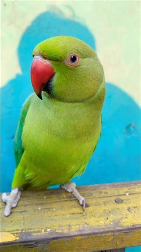 Indian Ringneck parrot video # Talking parrot video #viralvideo #nonstoptalkingparrot #talkingparrot