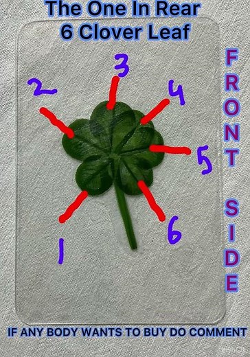 A six-leaf clover is an exceptionally rare 1 in 312,500. #rearleaf #viralflowers #viralvideos