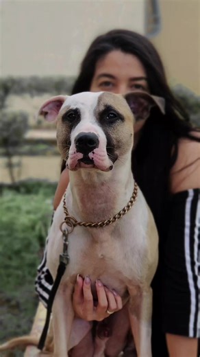 Understanding the Unique Traits of Wild Dogs