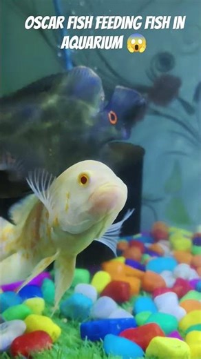 Oscar Fish Feeding Time 🐟 | Powerful Bite 😱 | Viral Fish Aquarium Shorts #ytshorts #fishfeeding