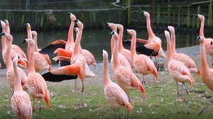 Did you know that male flamingos show off their moves and their bright wings to impress a mate? 🦩❤️ Our Chilean flamingos have been giving some impressive displays. The flamingo courtship ritual can be quite elaborate, sometimes described as a 'dance'.🕺💃 Part of this ritual is known as head flagging, when male flamingos group together and move their heads from side to side. They also show off with a wing display, also known as a wing 'salute'.🔎 Like all flamingos, the Chilean flamingo has st