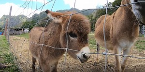 Hawaii Strong: Amid pandemic, a one-man Hawaii farm finds some helping hands