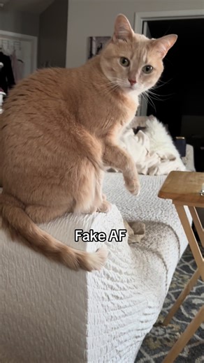 Caring for Your Cat's Injured Paw: Tips and Insights