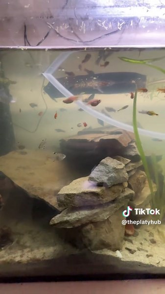 Understanding Fish Spawning and Egg Development