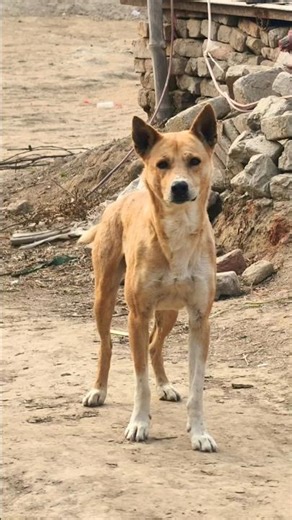 Real Aggressive Dog Barking | Scary Dog SoundWarning!