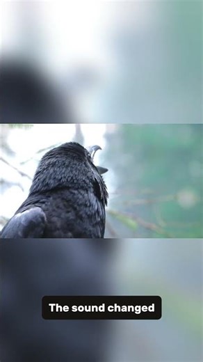 The Secret Language of Crows 😳