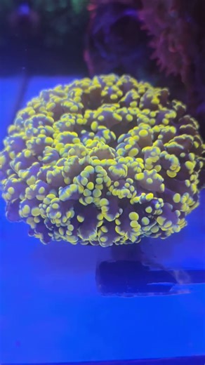 golden frogspawn #reeftank #aquarium #fishtank #coral #frog