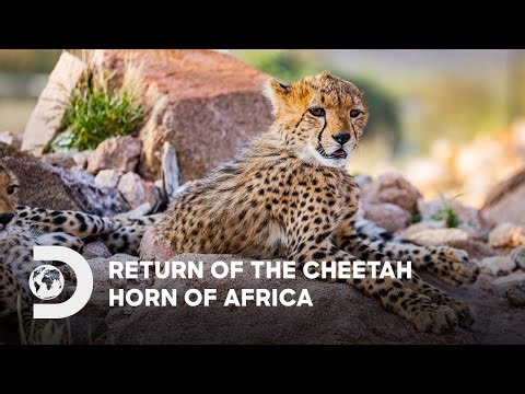 Return of the Cheetah - Horn of Africa | Discovery Southeast Asia