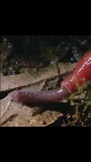 Leech Devours Worm, Amazing Nature Close-Up