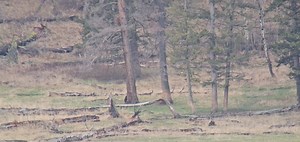 A large black bear appeared out of the trees, and a grizzly made its way towards it. The black bear scurried up a tree, and the grizzly started to climb after it, but didn't climb very far. The grizzly left with the black bear up the tree. The black bear finally climbed back down and went back to grazing. - Carolyn | Heart of the Wild Yellowstone