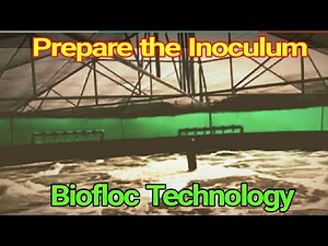 Preparation of Inoculum in Biofloc Technology.|| Simple method for biofloc water preparation.