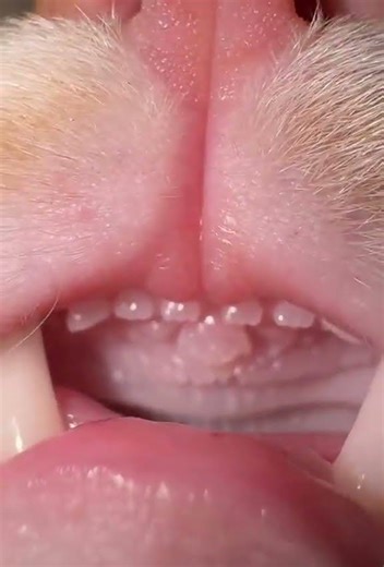 Pure ASMR for your soul. #cat #cutecat #lovelycat #kitty