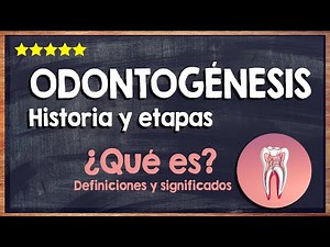 🙏 What is odontogenesis? - History and stages of the odontogenesis process 🙏