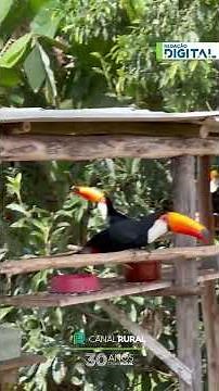 Tucanos resgatados retornam livres e encantam hóspedes em hotel fazenda