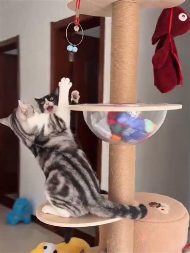 two cats destroying each other on cat tree #catfight #shorts
