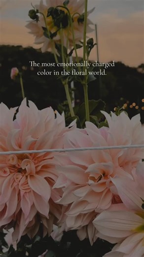 BLUSH… Blush vs. Pink — what’s the real difference? Pink is a color. It shows up clearly as pink. It can be baby pink, hot pink, rose, bubblegum, dusty rose, etc. But our eyes read “pink” first. Blush is more of a tone than a color. Blush sits in that soft in-between space. It usually looks like: 🌸 cream or ivory with a pink wash 🌸 petal edges kissed with pink 🌸 the faintest rose or shell tone 🌸 something that almost disappears into neutral Blush often pulls in peach, champagne, cream, or pa